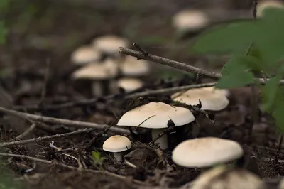 Майский гриб (Calocybe gambosa) фотографии, видео и истории