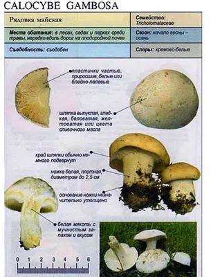 Весенние грибы Рядовка майская в посадках - YouTube в 2023 г | Грибы,  Посадка