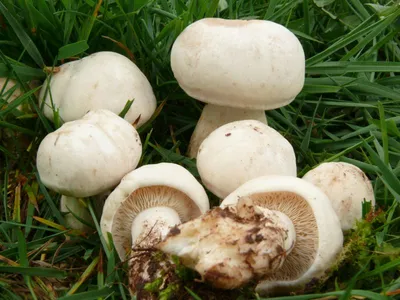 Энтолома садовая и майская рядовка - съедобные майские грибы - YouTube