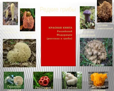 Грибной сезон: гид по самым вкусным видам грибов в средней полосе России -  7Дней.ру