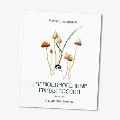 Мухомор и другие галлюциногенные грибы: отрывок из книги российского  миколога - Афиша Daily