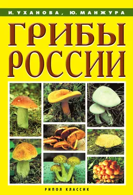 Грибной атлас: где искать съедобные грибы в России и как их хранить |  Вокруг Света