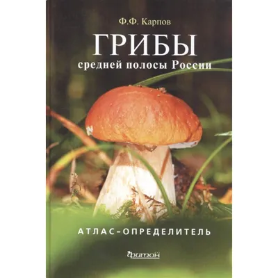ТОП-10 самых популярных грибов для сбора в России (ФОТО) | Кругозор России  | Дзен