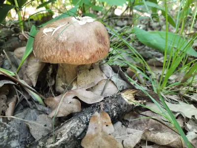 В Самарской области любители «тихой охоты» находят гигантские грибы |  ОБЩЕСТВО | АиФ Самара