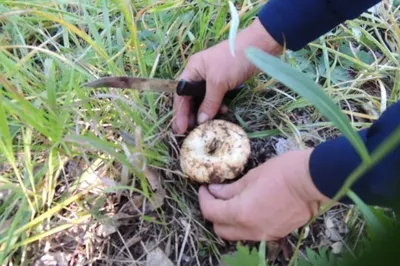 В Самарской области начался настоящий грибной бум