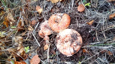 В Самарской области грибники зашли в лес и ахнули – Новости Самары и Самарской  области – ГТРК Самара