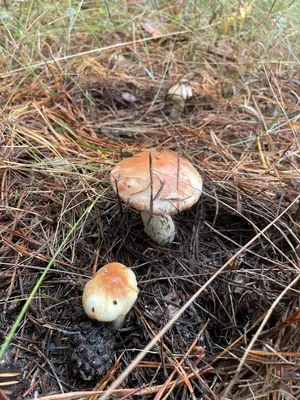 Картинки ядовитых грибов (98 фото)