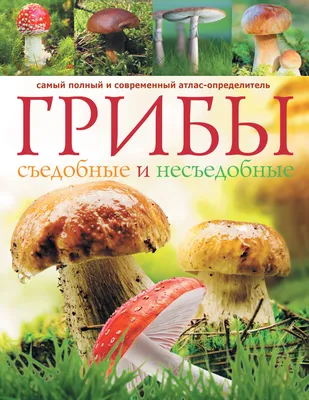 Съедобные и несъедобные грибы. | Удоба - бесплатный конструктор  образовательных ресурсов