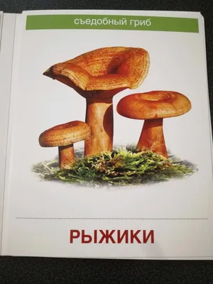 Как без труда отличить съедобный гриб от ядовитого. Простой лайфхак | РБК  Life