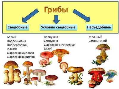 Видео-урок "Грибы: съедобные и несъедобные" - YouTube