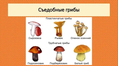 Картинки съедобные и несъедобные грибы (68 фото)