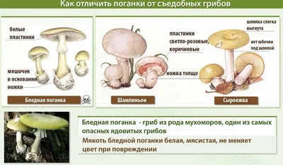 Условно-съедобные грибы: определение и важные особенности | Поход лайфхак |  Дзен