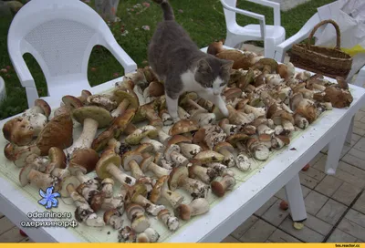 Грибное лето. Смешная фотоподборка питомцев с грибами | Жизнь Животных |  Дзен