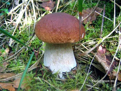 Как собирать грибы в лесу: правила безопасности и как отличить ядовитые  грибы