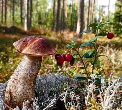 Причудливо сросшиеся грибы обнаружены в лесу Карелии (ФОТО) | СТОЛИЦА на  Онего