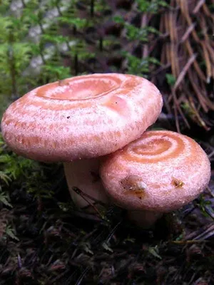 Почему грибы волнушки так называются | Растения - это интересно | Дзен