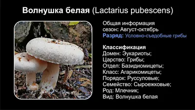 Волнушка розовая (Lactarius torminosus) фото и описание