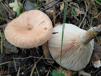 Волнушка розовая (лат. Lactarius torminosus)