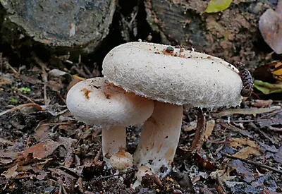 Волнушка розовая (Lactarius torminosus) – Грибы Сибири