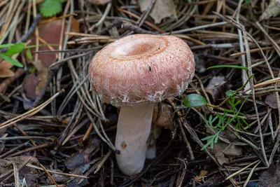 Волнушка розовая (Lactarius torminosus) – Грибы Сибири [Вложение: 25599]