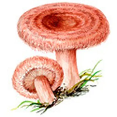 Волнушка розовая (Lactarius torminosus) - грибы России