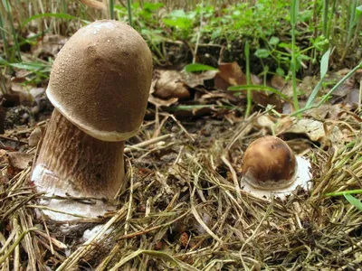 Шампиньоны и грибы-зонтики Саратовской области |  | Дзен
