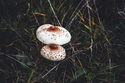 Дождались»: грибы-зонтики выросли в псковском лесу : Псковская Лента  Новостей / ПЛН
