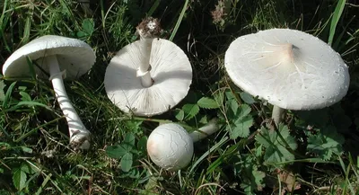 Съедобные грибы - зонтики. Белый и изящный. Зря вы их не собираете! |  грибной критик | Дзен