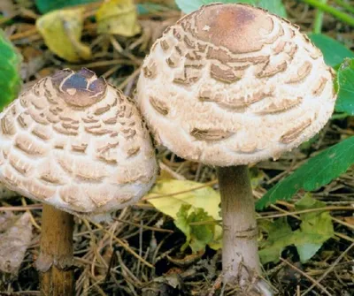 Грибы, которые мы не собираем. Часть 1. Большие грибы - зонтики. | грибной  критик | Дзен
