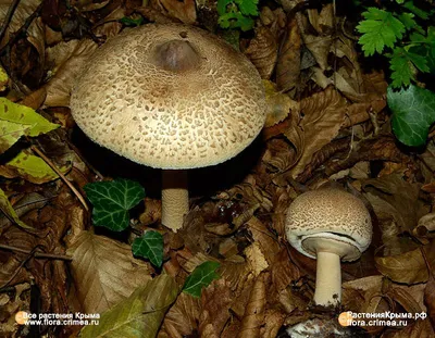 Про грибы. Зонтик пестрый или большой