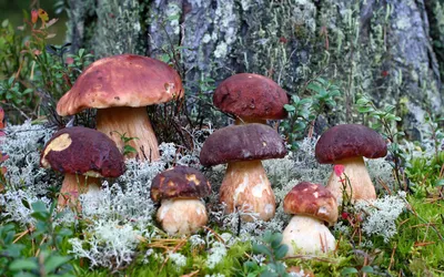 10 самых необычных грибов — Naked Science