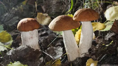 Что происходит с организмом, когда вы едите грибы? - , Sputnik  Беларусь