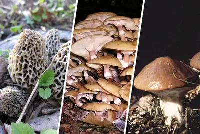 Где, как и какие грибы лучше собирать в Ростовской области в сентябре 2020  года -  - 
