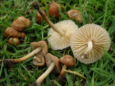 Полевые грибы - 35 фото