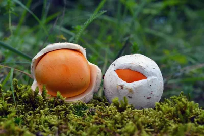 Почему грибы из леса, в основном, едят в России и странах бывшего СССР? -  «Как и Почему»