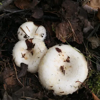 Грибы Говорят": 5 новогодних пожеланий специально для грибников | Это грибы!  | Дзен