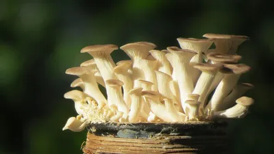 Съедобные и ядовитые грибы - 43 фото
