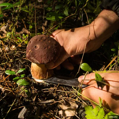 Как правильно искать грибы - Лайфхакер