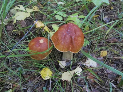 Кому нельзя есть грибы, как готовить грибы для лучшего усвоения, опасны ли  сырые грибы — читать на 