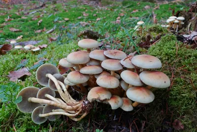 Съедобные грибы в Германии - 45 фото