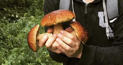 Как собирают грибы в Германии – DW – 