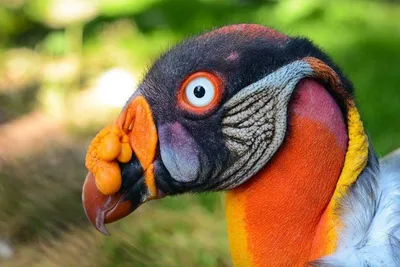 Фото самых необычных птиц мира