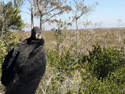Черный гриф птица - 61 фото: смотреть онлайн