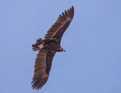 Черный гриф птица - 68 фото