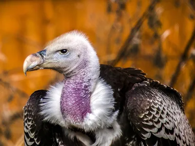 Фарфоровый гриф птица с длинной …» — создано в Шедевруме