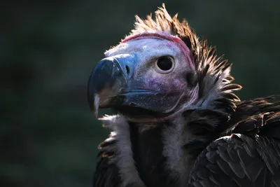 Turkey Vulture - Гриф-индейка. Photographer Etkind Elizabeth