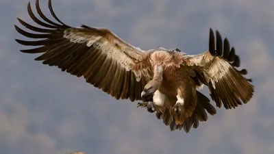 Фотографии гриф птица Griffon vulture Клюв животное