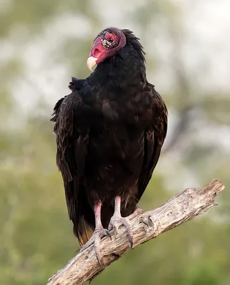 Фарфоровый гриф птица с длинной …» — создано в Шедевруме
