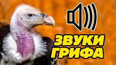 Муляж птицы "Гриф" купить в Саратове за 5525 руб. в 