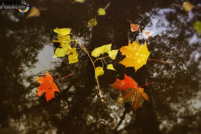 Грустная осень... | Личный блог | Дзен